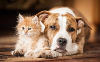 Worms in Pets