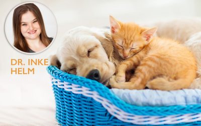 Sterilising your Dog