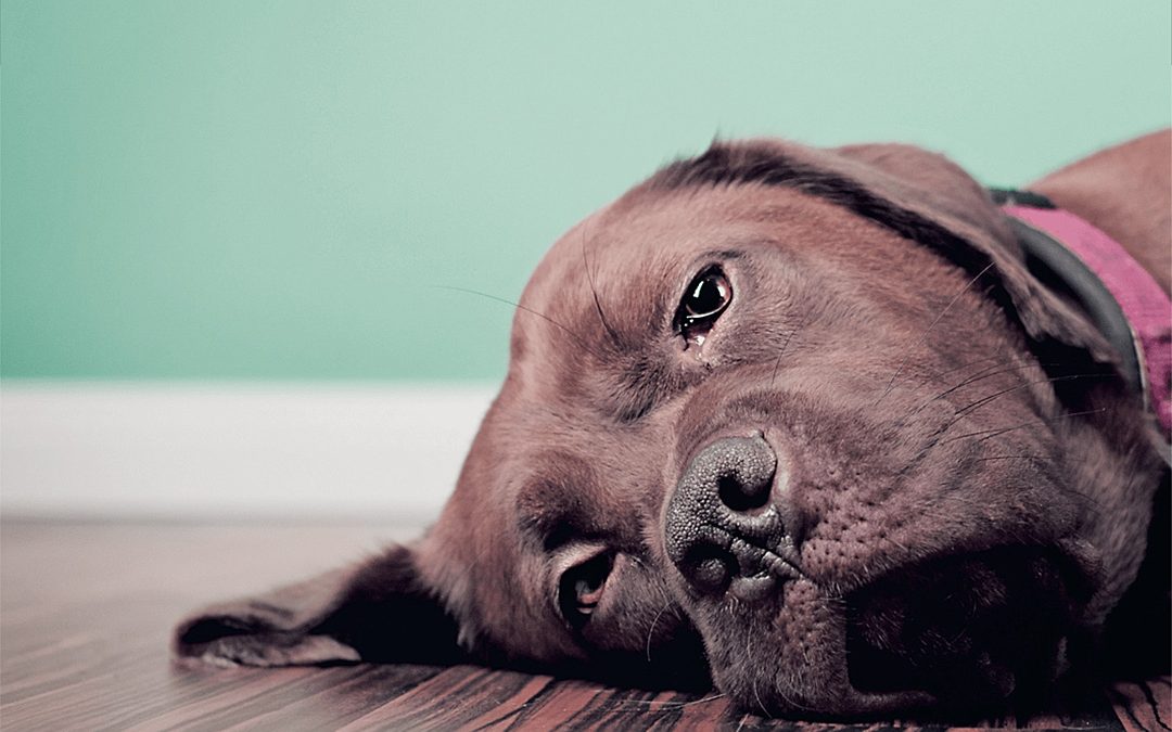 Protect your Dog from Canine Parvovirus