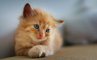 Kittens & Cool Cats