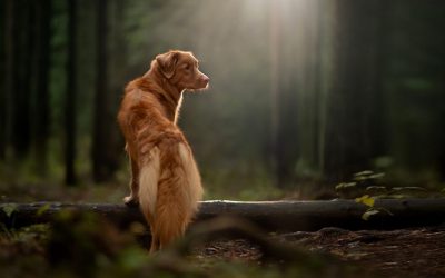 For the Love and Loss of a Pet
