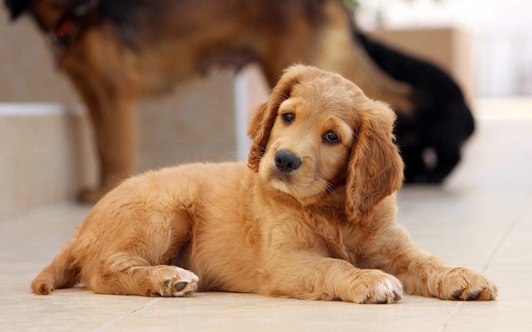Perfectly Pawsome Puppies