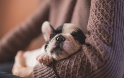 Pet Insurance: Protect Your Pet