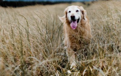 Taking Care of your Senior Pets