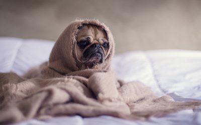 Winter Pet Care: Keep your pets as snug as a Pug in a rug this winter!