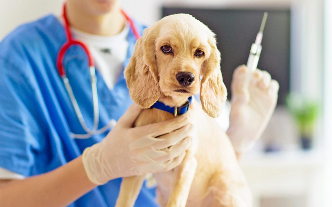 Pet Vaccines: What you should know