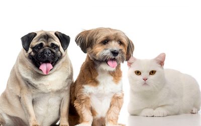 Pet Obesity. How to keep your pets expanding waistline in check.