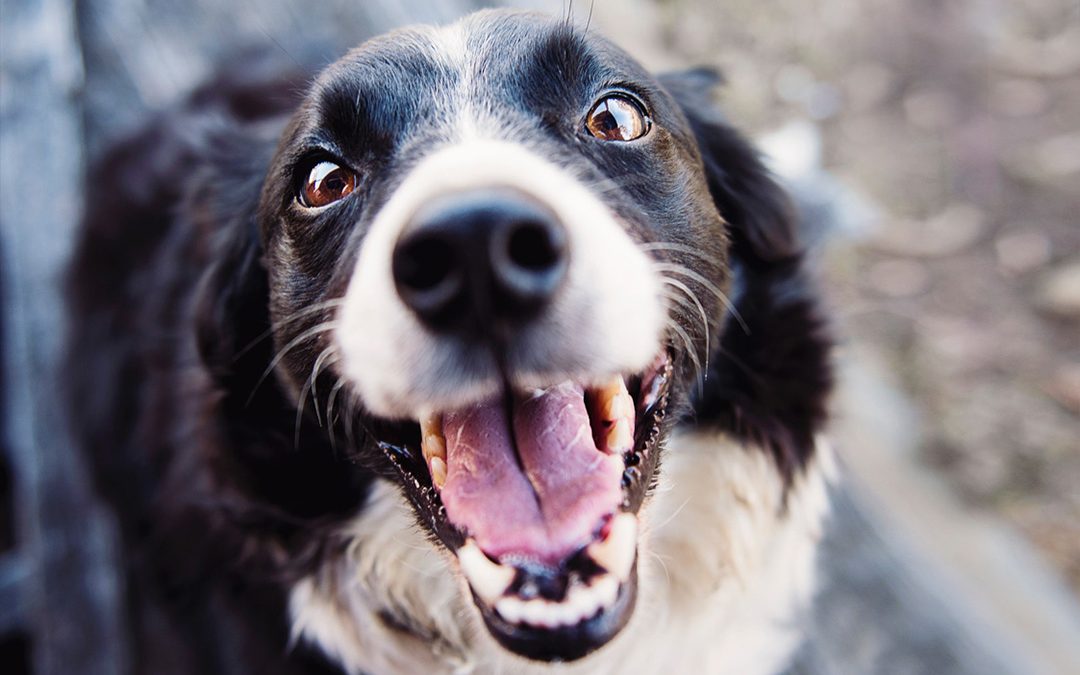 Pet Dental Care