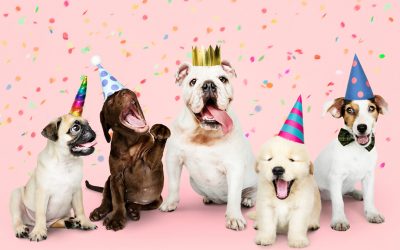 Celebrate your Pet!