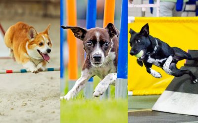 Let the Fur Fun Begin with Dog Sports