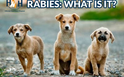 RABIES! Vaccinations not procrastination ends rabies.