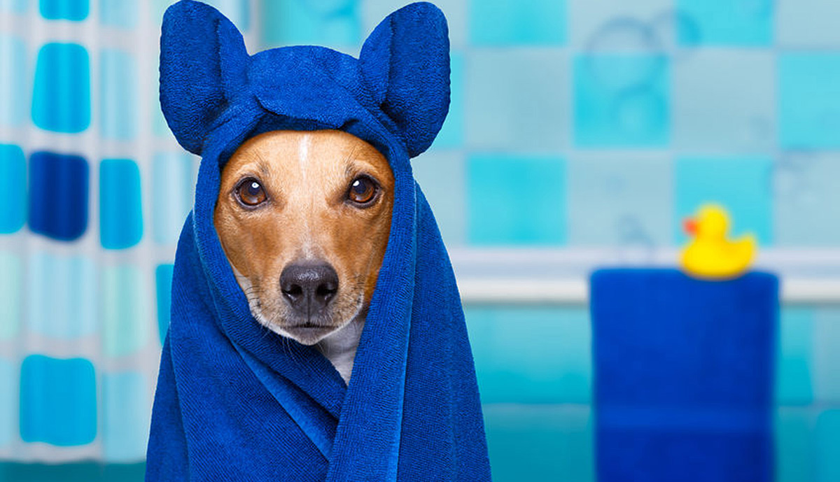 Hillcrest Dog Spa at Hillcrest Veterinary Hospital