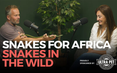 Navigating Snake Interactions: Insights and Prevention with Snakes for Africa