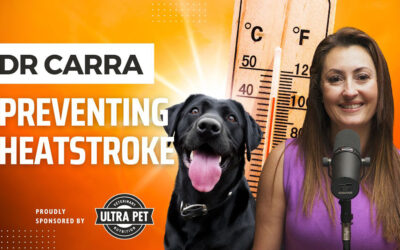 Keeping Your Pets Active and Happy in Hot Weather