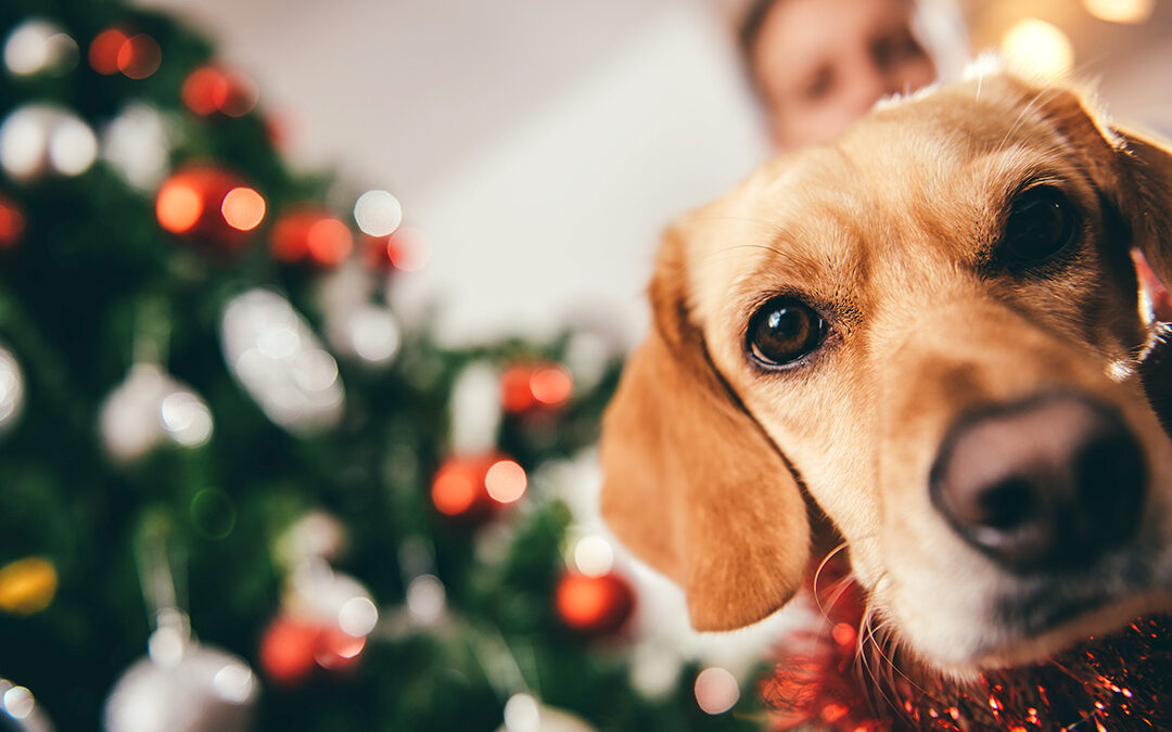 Christmas with Scout: A Hillcrest Vets Patient Story