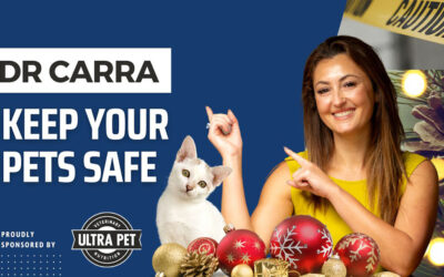 Christmas Chaos with Pets