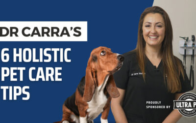 Six Holistic Pet Care Tips from Dr Carra