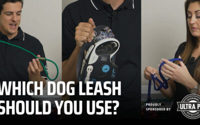 Which Dog Leash should I Use?