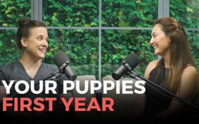 Expert Vet Guidance for Your Puppy’s First Year