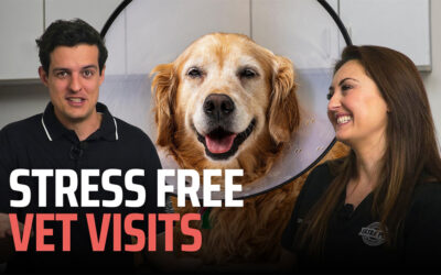 Stress-Free Vet Visits