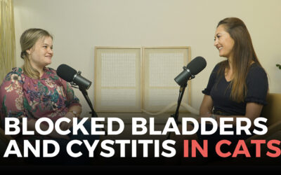 Emergency Management and Prevention of Blocked Bladders and Cystitis in Cats