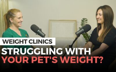Overfeeding Pets: Are You Unintentionally Harming Your Pet with Overfeeding?