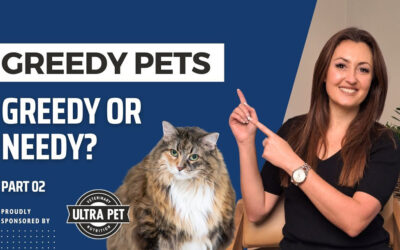 Overweight Pets: Overeating Concern for Pets?