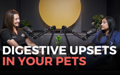 Bloating, Vomiting and Diarrhoea in Your Pets
