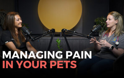 Managing Pain in Pets: What Your Vet Wants You To Know