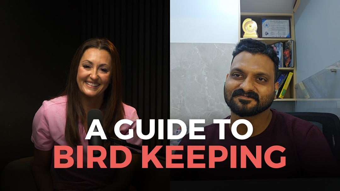 A Guide to Keeping Birds for Pet Owners