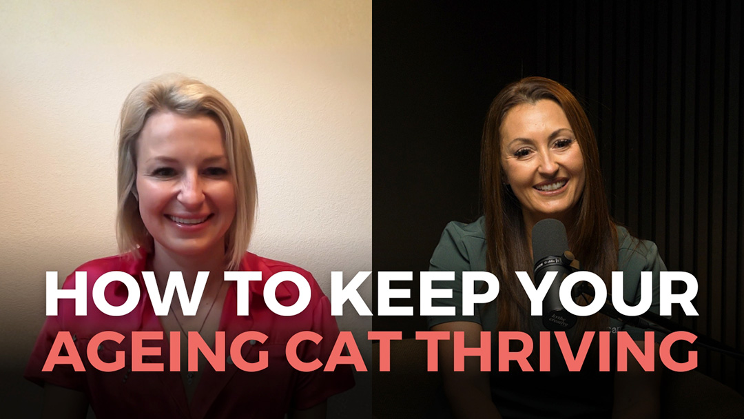 Ageing-Cats Ageing Cats