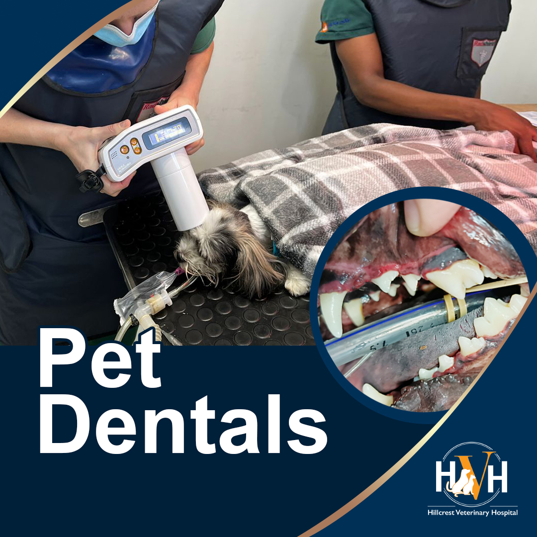 Pet Dentals