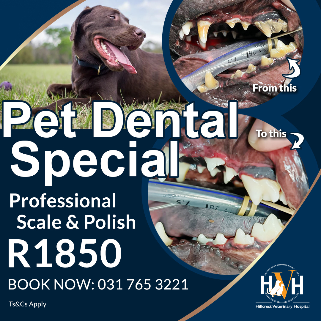 Pet Dental Special-Nov2025-square Annual Vaccinations at Hillcrest Vets