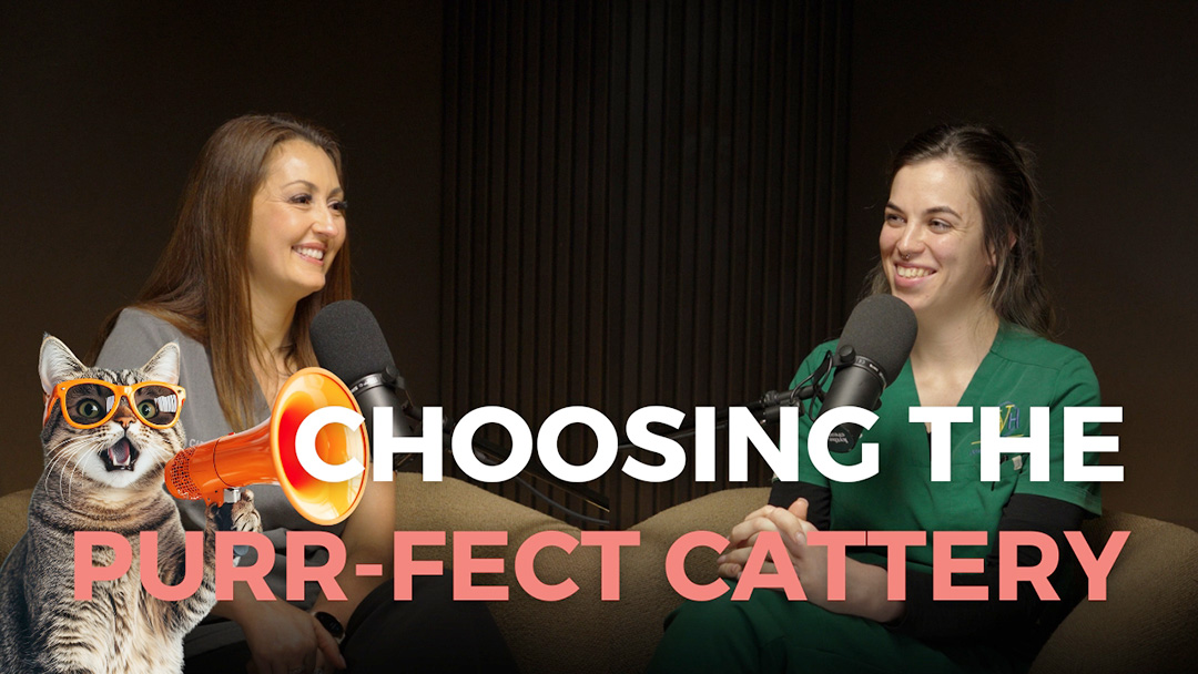 How to Choose a Good Cattery for Your Cat When You Go Away