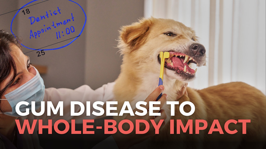 EP140-Morten-Hinge-Youtube Pet Dental Health Explained