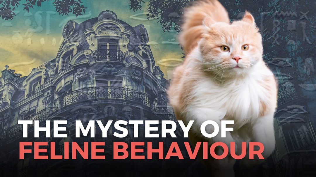 EP141-Stephanie-Merlin-feline-behaviour Feline Behaviour