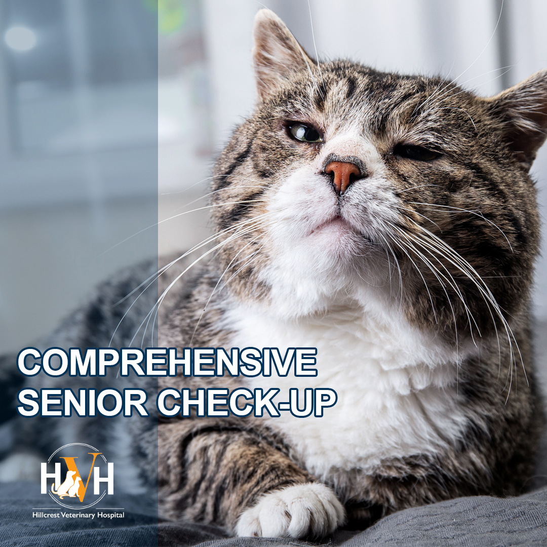 Senior Vet Check-ups