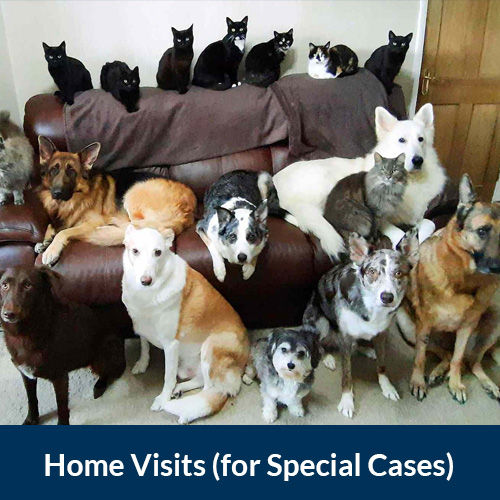 Home-Visits Home vet visits