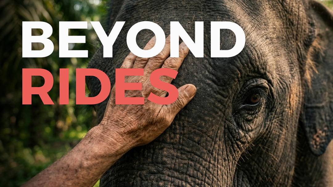 The-Elephant-in-the-Room The Elephant in the Room