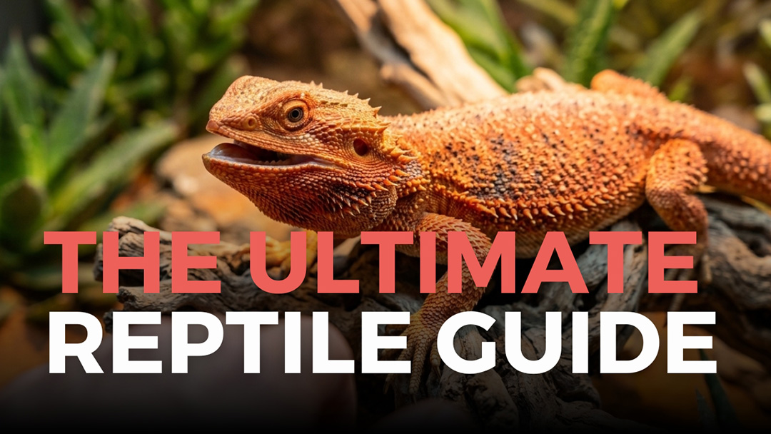 Ultimate Reptile Guide