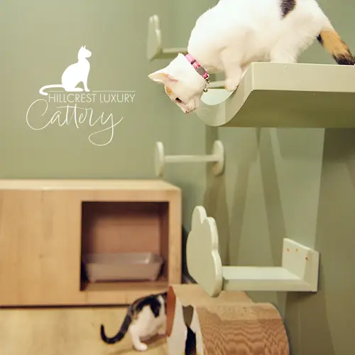 Hillcrest Cattery