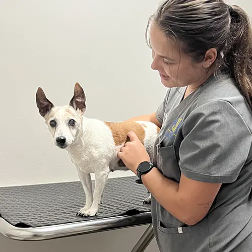 Comprehensive Senior Check-ups