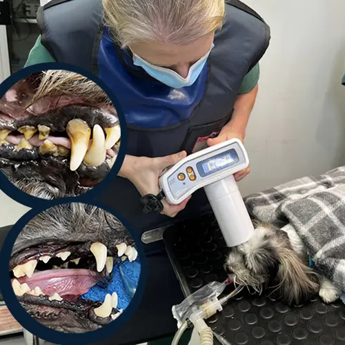 Pet Dental Special