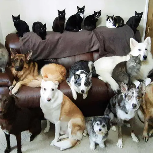 Vet home visits