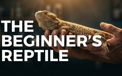 Are bearded dragons really the “golden retrievers” of the reptile world?
