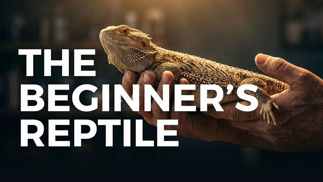 Are bearded dragons really the golden retrievers of the reptile world