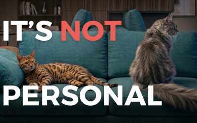 Are cats truly aloof, or are we just misunderstanding them?