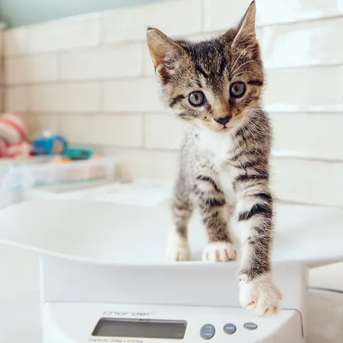 Hillcrest Vet Specials
