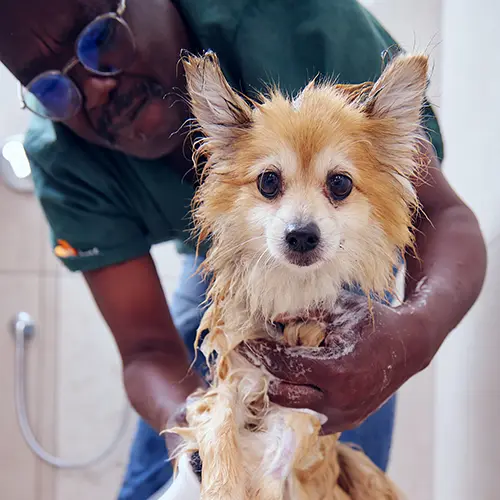 Dog Spa Hillcrest