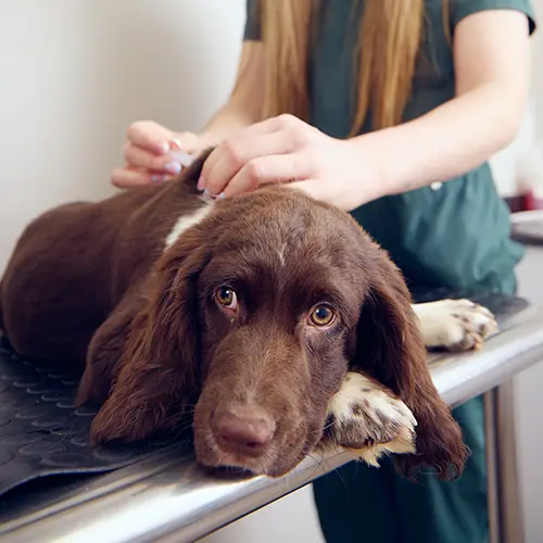 Pet Vaccination Special
